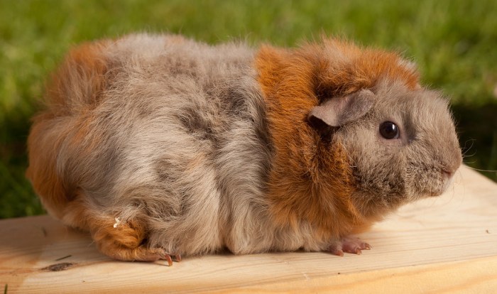 Texel cavy squeaksandnibbles breeds sheltie silkie