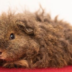 Guinea pigs with curly hair