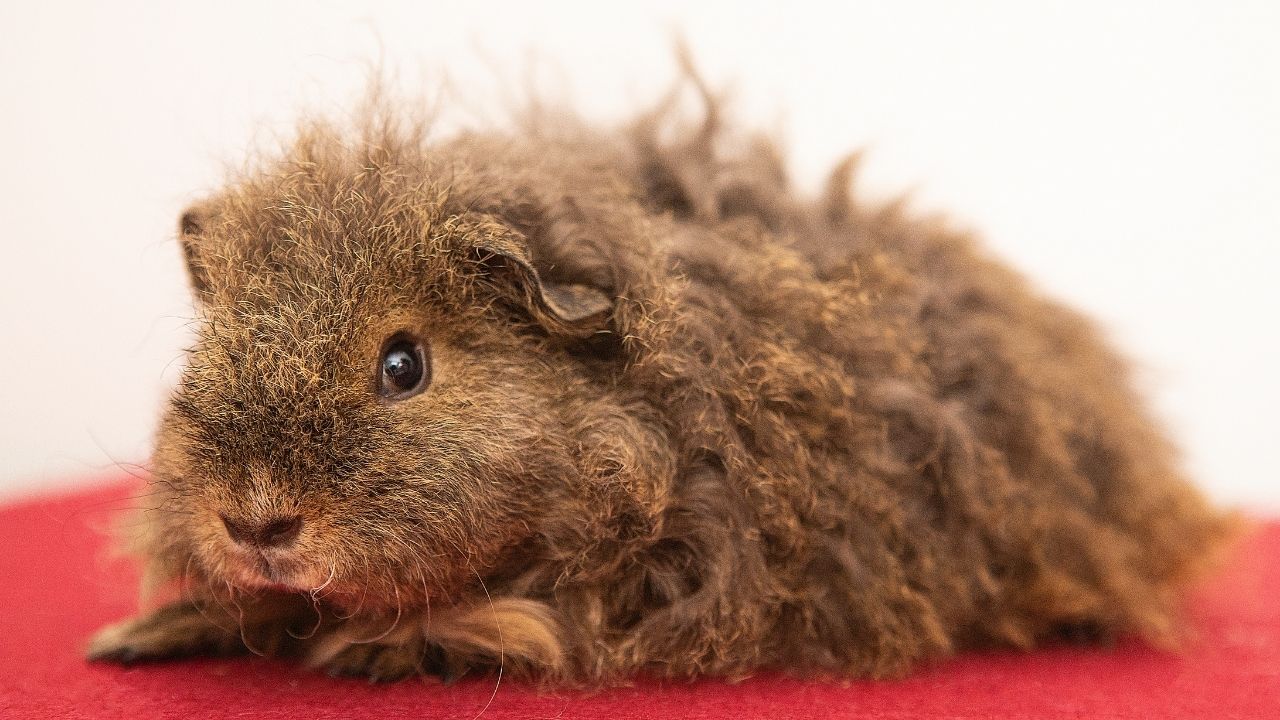 Guinea pigs with curly hair