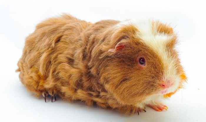 Guinea pigs with curly hair