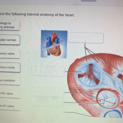 Upper anatomy vascular limbs limb arteries arterial thoracic fig key