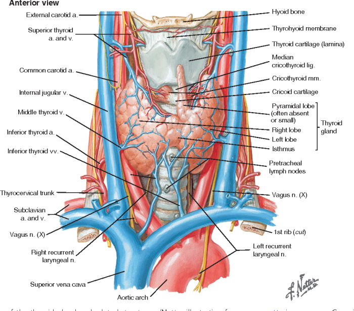 Identify the highlighted region of the thyroid gland