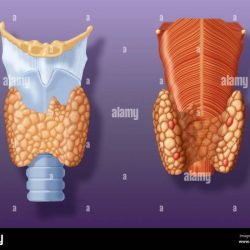 Thyroid gland newspressnow hormones regulating