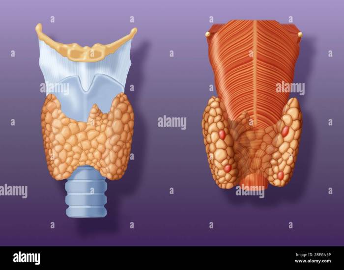 Thyroid gland newspressnow hormones regulating